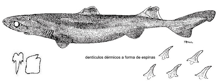 Etmopterus princeps_01.jpg